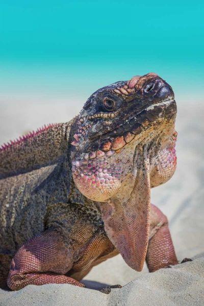 Bahamas, Exuma Island Iguana on beach
